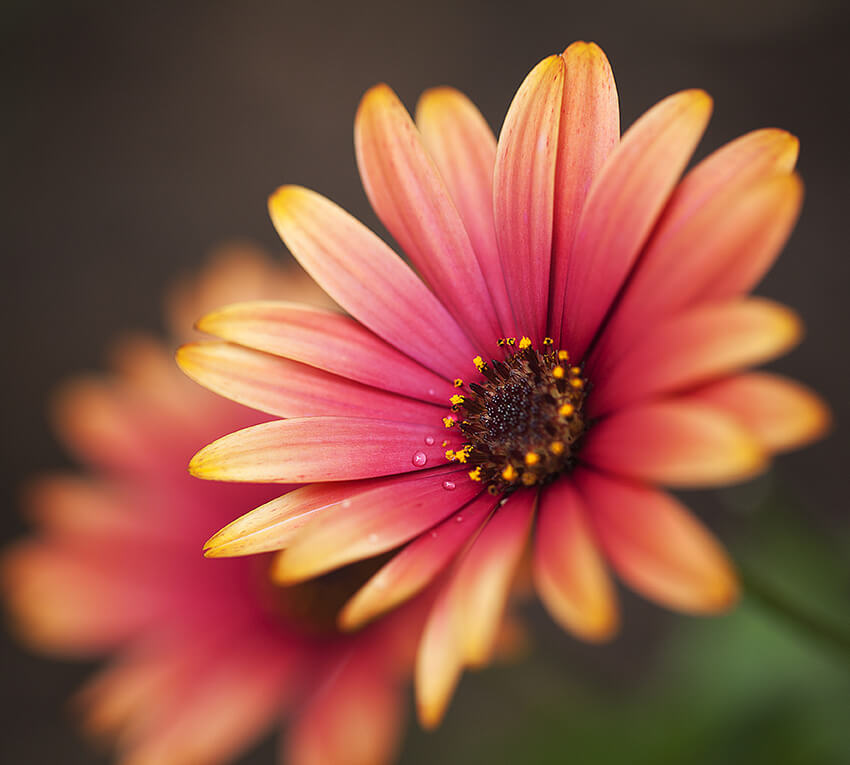 Flower цветок Flower цветок